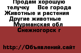 Продам хорошую телучку. - Все города Животные и растения » Другие животные   . Мурманская обл.,Снежногорск г.